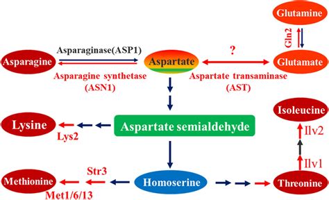 aspartate amino transf